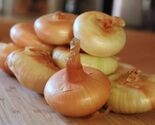 Yellow Cipollini Onion, NON-GMO, Cipollini Giallo, Italian Onion, FREE SHIP - $1.97+