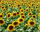 25 Seeds Mammoth Grey Stripe Sunflower Seeds Huge Giant Large Sunflowers... - £7.20 GBP