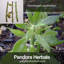 3x cuttings Pereskiopsis spathulata, leaf cacti, 4&quot; 10cm esquejes grafting stock - £8.82 GBP