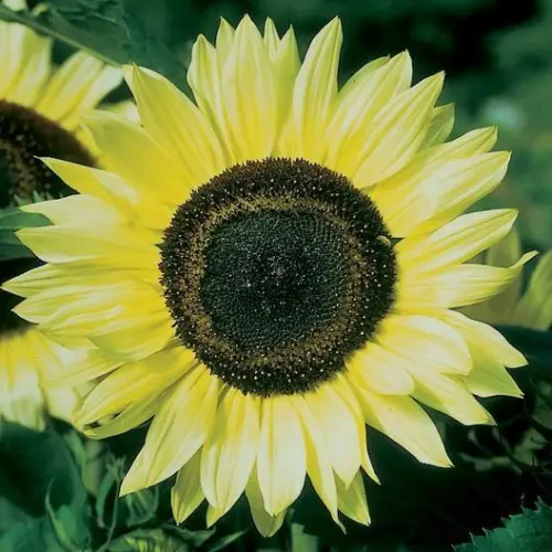 100 Lemon Queen Sunflower Seeds For Planting Fresh Seeds - £17.56 GBP