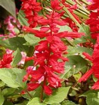 SCARLET SAGE-SALVIA FREE SHIPPING 50 FRESH SEEDS - $2.32