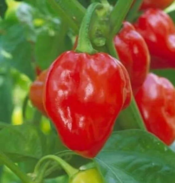 Red Habanero Pepper Seeds 30+ &quot;Caribbean&quot; Hot And Spicy Non-Gmo Garden - £5.68 GBP