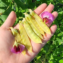 USA Seller Golden Sweet Yellow Snow Pea Vegetable Seeds - £15.13 GBP