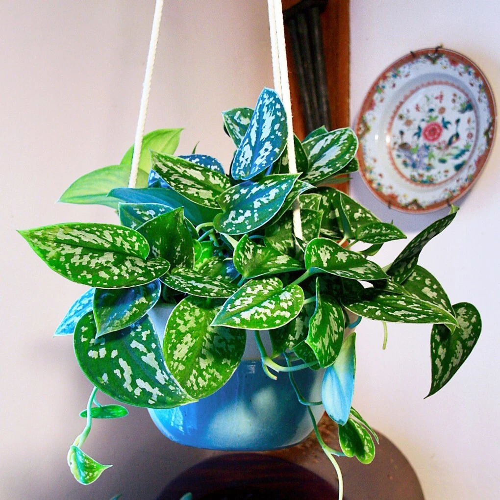 15+ Seeds Satin Pothos Argyraeus house plant-  garden- flowers - $11.39