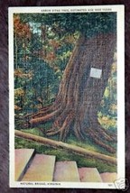 Arbor Vitae Tree Estimated Age 1000 years Virginia - £1.36 GBP