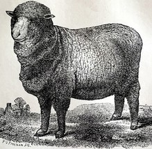 Infantado Spanish Merino Ewe 1863 Victorian Agriculture Animals Art DWZ4A - $950.15 MXN