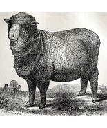 Infantado Spanish Merino Ewe 1863 Victorian Agriculture Animals Art DWZ4A - $950.15 MXN