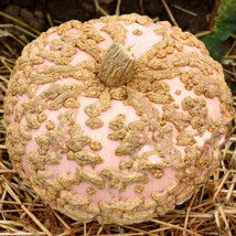 25 Seeds Galeux D&#39;Eysines Pumpkin Fresh Seeds - $8.99