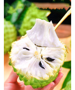Soursop - €8,79 EUR