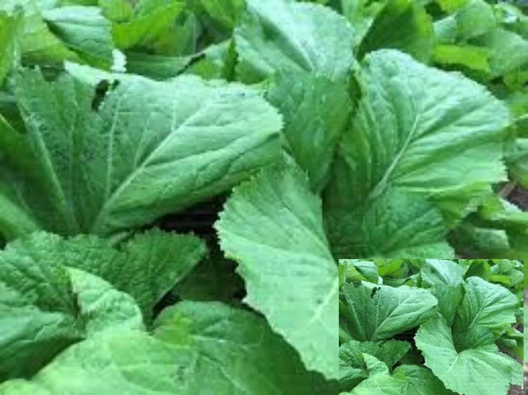 MBK 200 Seeds Florida Broadleaf Mustard Green Vegetable Packs Sale - $178.79 MXN