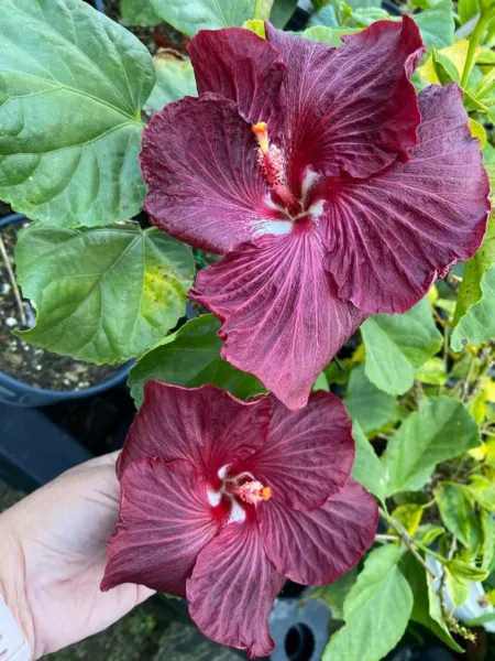 New Fresh Deep Purple Hibiscus Seeds 20 Hibiscus Seeds Perennial Tropical - £9.04 GBP