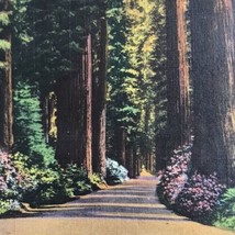 Redwood Highway California Through The Redwoods Vintage Postcard - $9.89