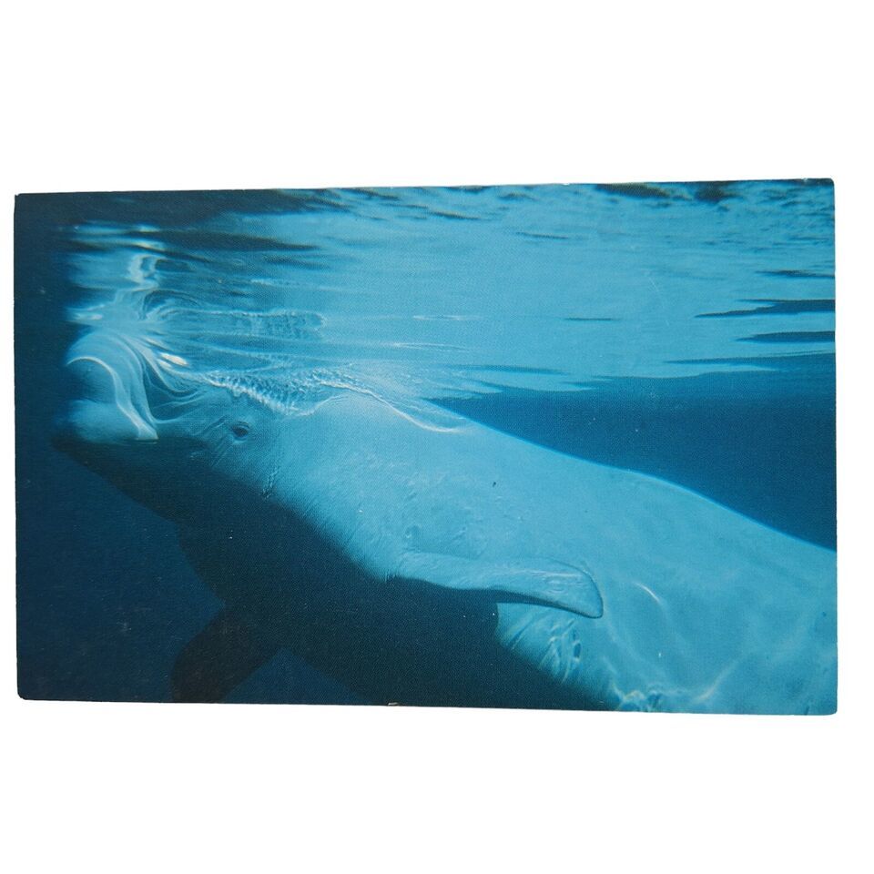 Postcard Beluga White Whale Natural Resources Defense Council Marine Animal - $4.84