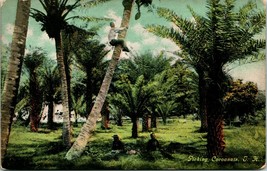  Postcard 1910s Picking Cocoanuts Honolulu T.H. Territory of Hawaii Unused Q13 - £3.91 GBP