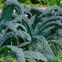 USA SELLER 250 Black Tuscan Kale Seeds Dinosaur Kale Lacinato Kale Fast Shipping - $9.99