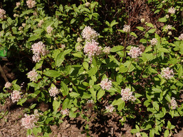 Fragrant White Flowering New Jersey Tea 75 Seeds for Planting - $17.00