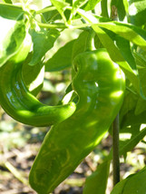 Hatch Lumbre Chili Pepper Seeds Numex Xxx Hot Green Chile Ristra Ship - £3.07 GBP