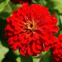 Meteor Zinnia (Blooms Up To 5 Inches Across) Seeds Gardening Easy Grow USA SHIPP - £7.28 GBP