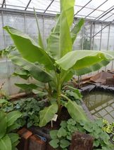 Musa - &#39;Dwarf Cavendish&#39; - Banana Tree, Live Plant - £35.88 GBP
