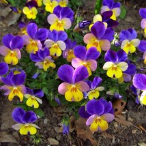 Fresh New 50 Dark Johnny Jump Up Violet Viola Tricolor Flower Seeds USA Seller - $14.90