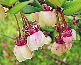 Fast Ship USA Seller Ugni Molinae Chilean Guava Strawberry Myrtle 10 Seeds - £25.26 GBP