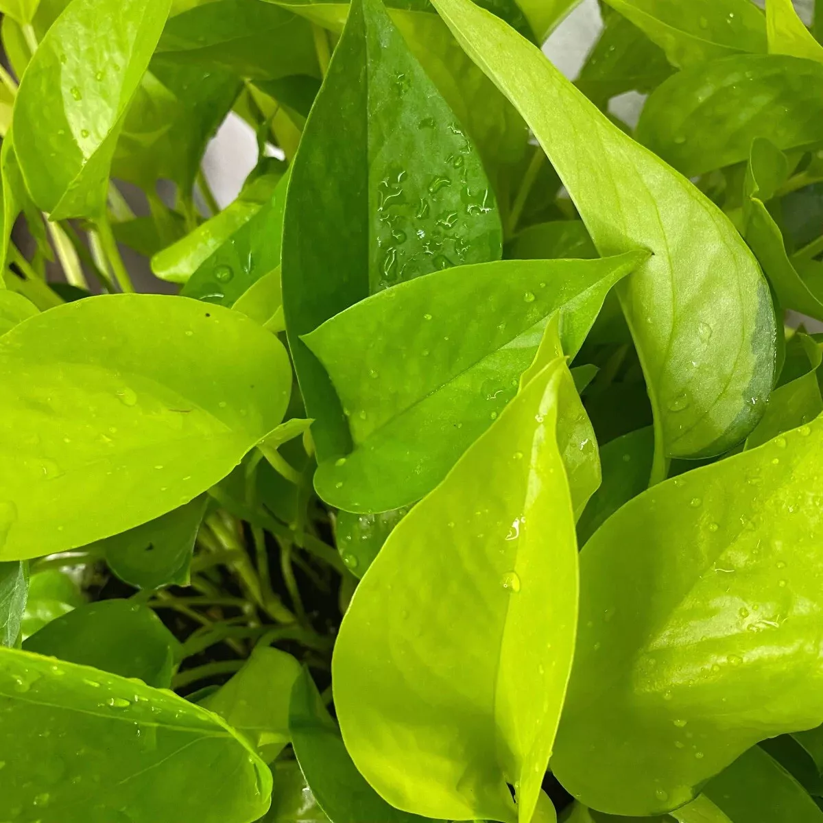 3 Cuttings Neon Pothole Rooted/Not Rooted House Plant - $23.98