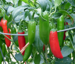 Easy To Grow Seed - 50 Seeds Serrano Hot Chili Pepper - £3.18 GBP