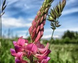 Pink Sainfoin Onobrychis Viciifolia  50 Seeds - $8.99