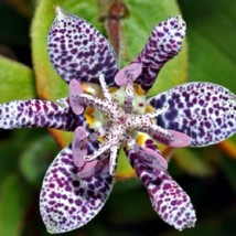 US Seller 15 Japanese Toad Lilly Tricyrtis Deer Resistant Shade-Loving Perennial - £12.75 GBP