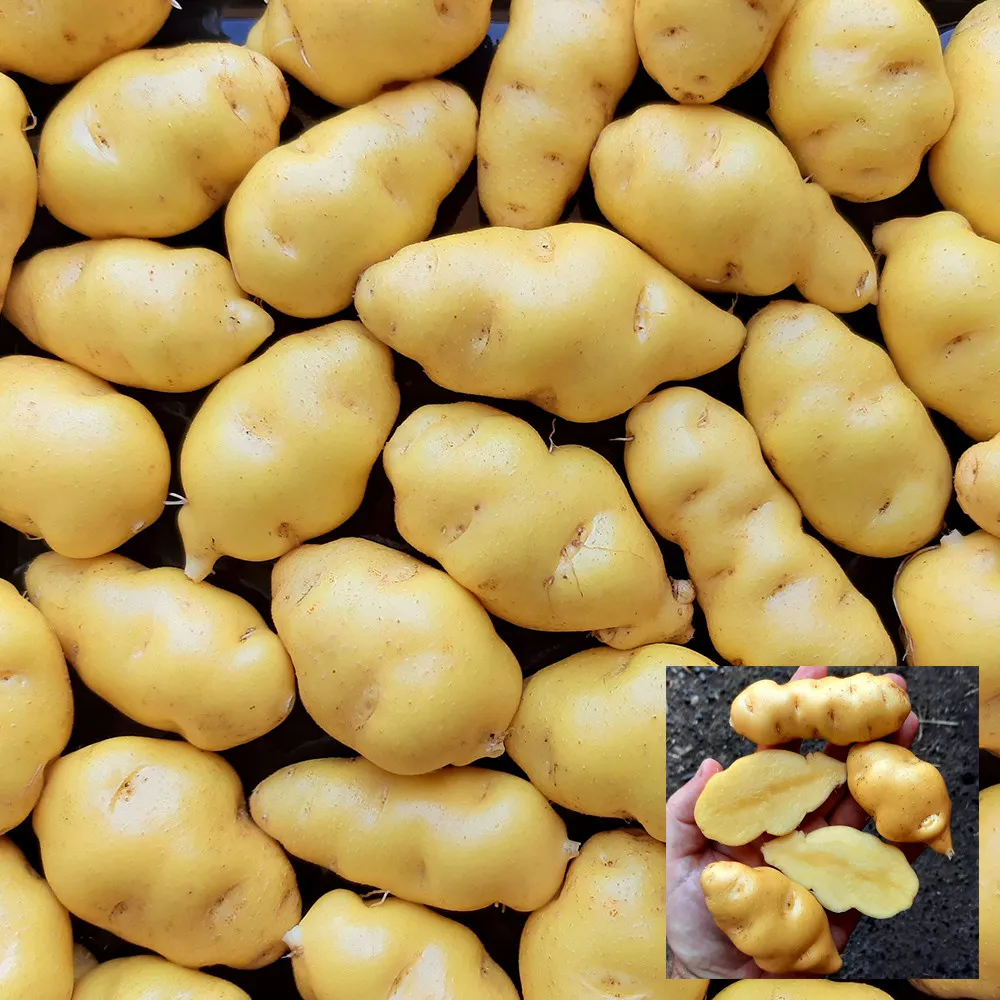 4 Peruvian Andean Potato Seeds - Melosilla  - £11.80 GBP