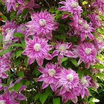 Grow In US 25 French Pink Clematis Seeds Climbing Perennial Plumeria Bloom Seed - £8.79 GBP