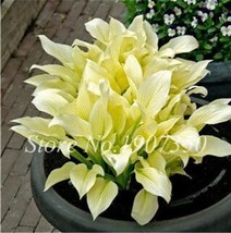 Best SELLER USA 120 Hosta Seeds Perfect Color Perennials Plantain Lily Flower Gr - £8.42 GBP