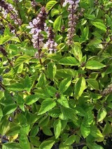 Holy basil thumb200