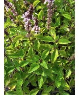 Holy Basil Live Plant 5&quot; Tall~Kapoor~Tulsi~Ocimum Africanum 3 Plugs Per ... - $422.99 MXN