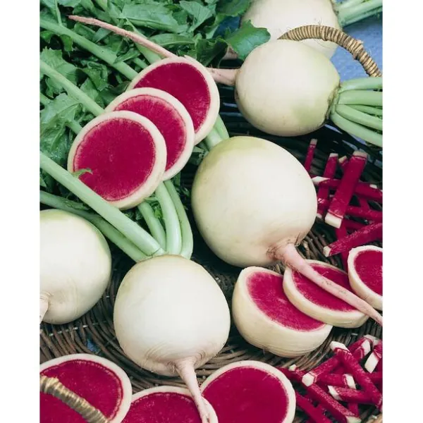 500 Watermelon Radish Seeds Aka Chinese Red Meat Roseheart Non Gmo Heirloom Usa  - £6.77 GBP