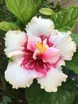 20 White Pink Hibiscus Seeds Flowers Flower Seed Perennial Bloom 458 - $8.00