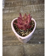 Happy Value Valentines Day Faux Succulent Heart - €42,53 EUR