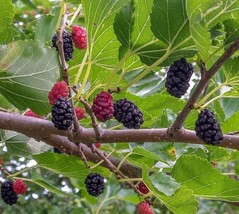 15 Seeds Mulberry Bush House Plant Garden Flowers Fruit Fresh USA Fast Shipping - $16.50