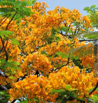 KBS Delonix Regia Yellow Flamboyant Royal Poinciana 20 Seeds Home Garden  - $13.12