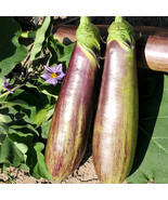 300 Seeds Bamboo Silk Marvel Flowering Egg Fresh Seeds - $13.72