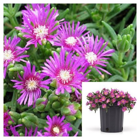 Ice Plant pink 4Imches Delosperma Rosea iceplant Live Plant Ground cover - $18.99