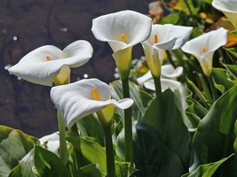 10 Fresh seed Zantedeschia Aethiopica Lily Of The Nile White Calla Richa... - £6.37 GBP