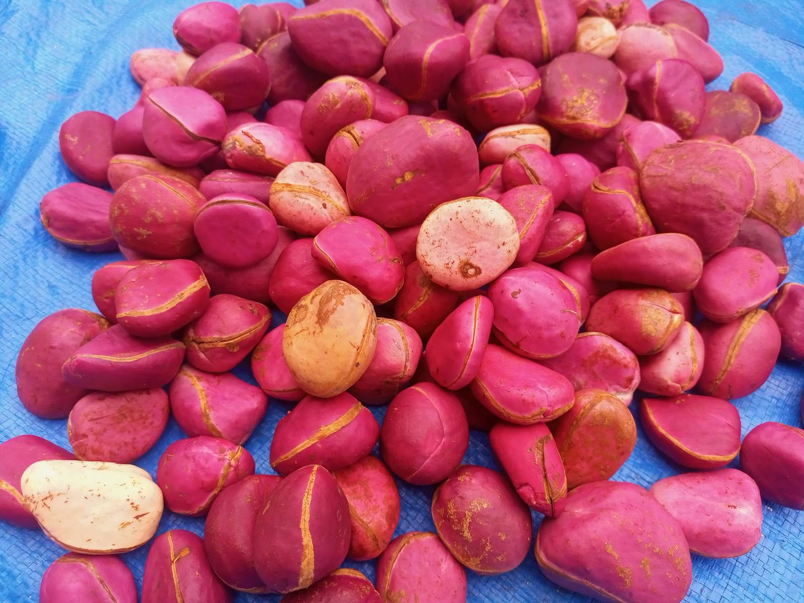 Red cola nut, Rubra(Cola nitida), 300g nuts cost(5 USD, shipping cost(10 USD), P Item image 6