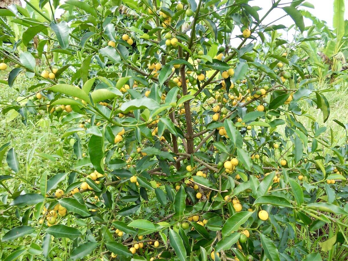 Fruit Tree Lemon Drop Mangosteen ( Garcinia Mameyito) 5”-10” - £62.93 GBP
