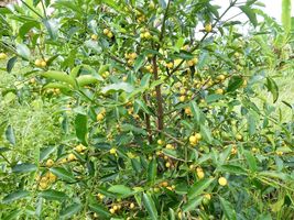 Fruit Tree Lemon Drop Mangosteen ( Garcinia Mameyito) 5”-10” - £64.47 GBP