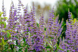 25 Chaste Berry Tree Vitex Agnus Castus Monk’S Pepper Flower Seeds * - £6.57 GBP