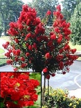 PowerOn 35+ Red Crape Myrtle Tree /Shrub /Flower Seeds / Drought Tolerant Perenn - £5.48 GBP