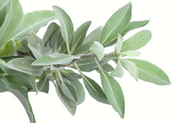 300 Seeds Sage White Quick Garden Fix With Heirloom - £6.40 GBP