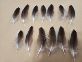 FS17 Lot of 13 Rosella Parrot Wing Feather - £6.24 GBP