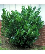 Schip Skip Laurel Bush Shrub 6-10 Inch Tall Live Plant 2.5 Inch Pot Outdoor Hedg - $88.98